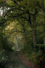 Fantasy green road to magic dark fairy tale forest.