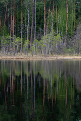 beautiful forest shore of the lake in summer
