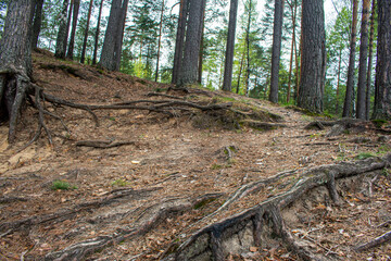 the beautiful green summer forest