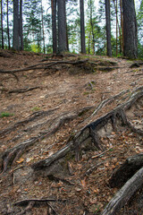the beautiful green summer forest