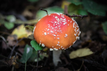 A beautiful fly agaric in the forest. Photo of mushrooms. The kingdom of mushrooms. Macrophotography. Natural background.
