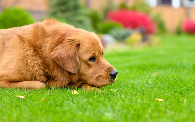 Close-up portrait of a sad dog on a green lawn. Side view. Autumn mood of a dog.