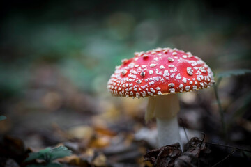 A big red fly agaric in the forest. Mushroom close-up. Natural background.