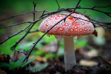 Fly agaric in the forest. Mushroom close-up.