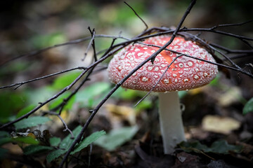 A big red fly agaric in the forest. Mushroom close-up. Natural background.