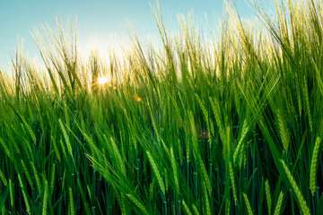 The green ears of barley and the glare sun