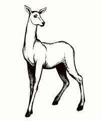 Beautiful female deer. Vector drawing