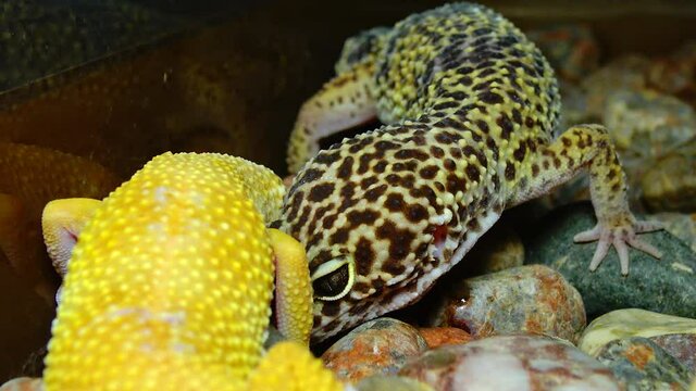 African Fat-tailed Gecko (Hemitheconyx caudicinctus).