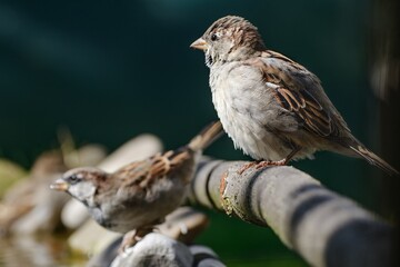 Two sparrows of a bird's watering hole. Moravia. Europe. 