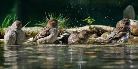 Young sparrows bathe in a bird watering hole. Moravia. Europe.