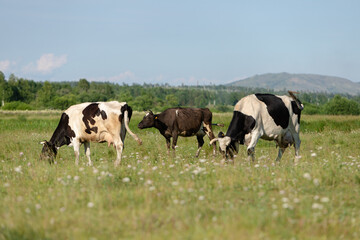Three cows graze in the meadow.