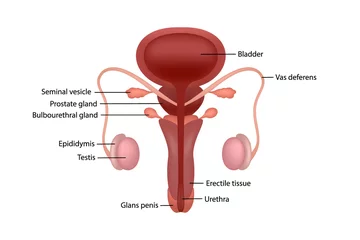 Foto op Plexiglas Cut-away diagram of male human reproductive system with description in English © Lifeking