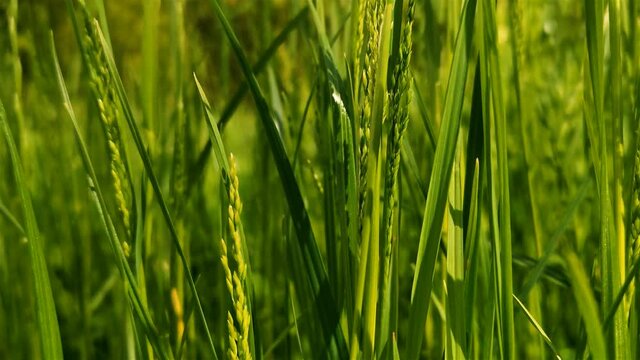 Grashalme wiegen sich leicht im wind, wilde wiese oder gr&uuml;ner rasen mit satten und frischen farben,  stengel oder grashalme im close up erkennbar, sch&ouml;nes bokeh, sommerlich frisch und fr&ouml;hlich 