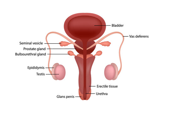 Cut-away diagram of male human reproductive system with description in English