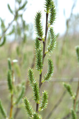 Flowering branch of willow (Salix)