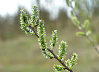 Flowering branch of willow (Salix)