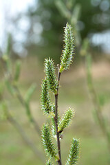 Flowering branch of willow (Salix)