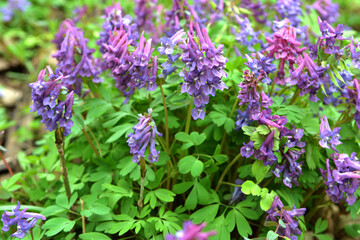 In spring, corydalis blooms in the forest