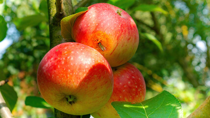 A fruit wasp gnawed a hole in a ripe sweet apple. Insect pest in the garden. Apple grooved by...
