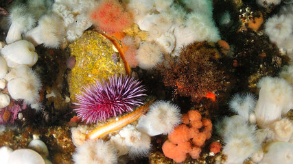 Rock scallops and a red sea urchin