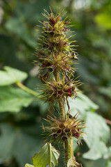 Nahaufnahme stachelige Blüte