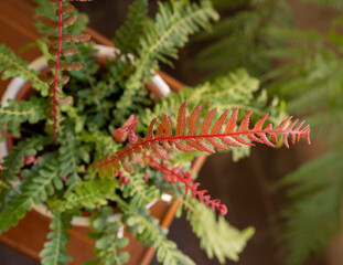 Exotic ferns. Top view of Doodia media bracken, also known as Rasp fern, green and red fronds,...