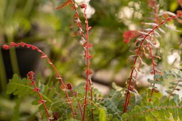 New Zealand flora. Closeup view of multicolor Doodia media bracken, also known as Rasp Fern. Beautiful fronds of red and green color.