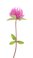 Clover flower on a stem with green leaves, isolated on white background. Trifolium pratense.
