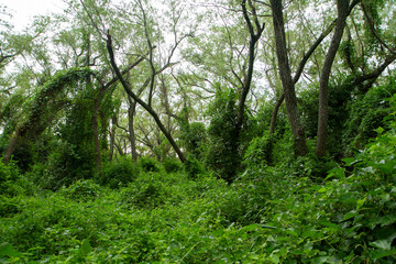 Pre Delta National Park tropical green forest, Entre Ríos, Argentina. Beautiful foliage and leafage.