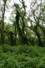 Fototapeta na wymiar Pre Delta National Park tropical green forest, Entre Ríos, Argentina. Beautiful foliage and leafage.