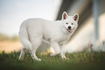 Naklejka na ściany i meble Funny white female Akita Inu with protruding tongue and pink ears running among green grass against the background of the blue sky and a fragment of the city bridge