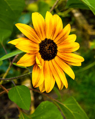 Bright yellow orange sunflower close up