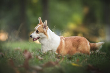 Funny welsh corgi pembroke with his tongue hanging out standing among the grass in the forest against the background of a summer sunset landscape