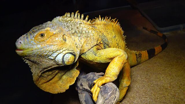 The green iguana, common iguana (Iguana iguana)