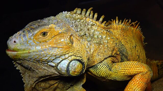 The green iguana, common iguana (Iguana iguana)