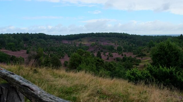 Blooming heathland flowers moving in the wind at luneburg heath.