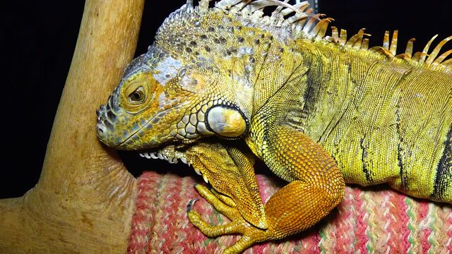 The green iguana, common iguana (Iguana iguana)