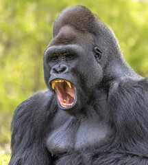 Vertical shot of a scary gorilla on a blurred background - obrazy, fototapety, plakaty