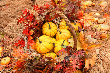 ripe orange pumpkins and leaves in basket. symbol of Autumn harvest, Thanksgiving, Mabon sabbat and Halloween holiday. fall seasonal natural background - obrazy, fototapety, plakaty