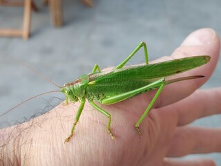 sauterelle  verte