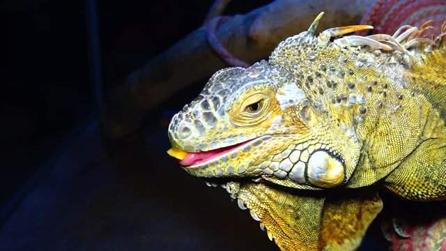 The green iguana, common iguana (Iguana iguana)