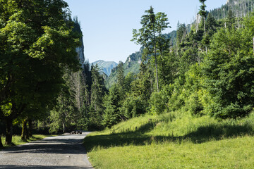 view in the Koscieiska valley in the Tatra Mountains