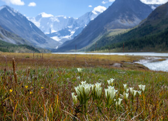 Marsh gentian (Gentiana pneumonanthe) against the background of the Altai mountains.