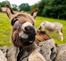 Fototapeta premium Ânes en enclos à Nancray, Doubs, France