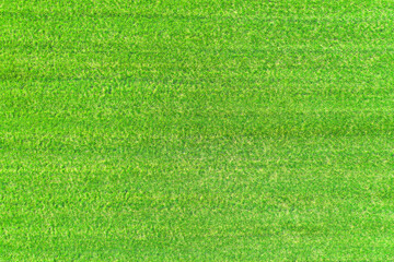Wonderful green lawn grass, texture, top view