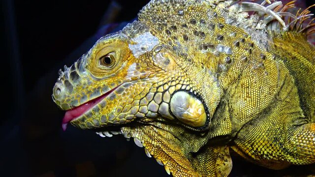 The green iguana, common iguana (Iguana iguana)