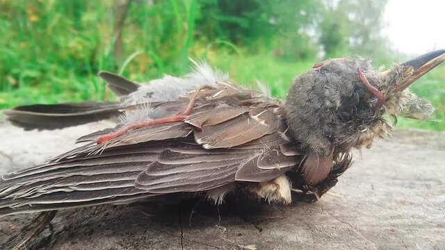 Corpse Of Bird Eated By Worms, Disgusting Shot Revealing Cycle Of Life On Earth