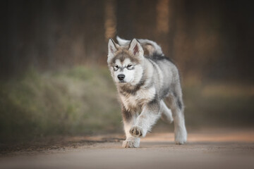 Obraz premium Three-month-old Alaskan Malamute puppy running along a sandy road among a spring forest against a sunset