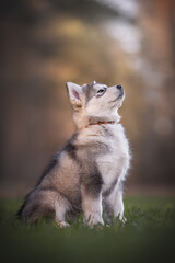 Three-month-old puppy of Alaskan malamute sitting in profile among the spring green grass against the background of a pine forest and sunset