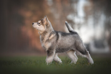 Three-month-old puppy of Alaskan malamute standing in full growth in profile among the dried grass against the background of a pine forest